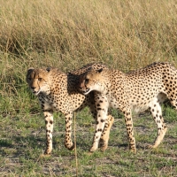 Gepard grzywiasty - Acinonyx jubatus - Cheetah