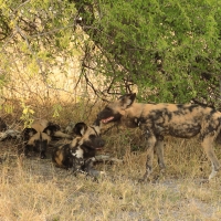 Likaon pstry - Lycaon pictus - African Wild Dog
