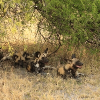 Likaon pstry - Lycaon pictus - African Wild Dog