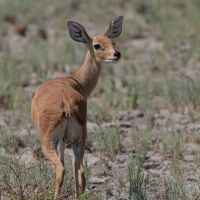 Antylopik zwyczajny - Raphicerus campestris - Steenbok