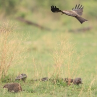 Kania czarna - Milvus migrans - Black Kite