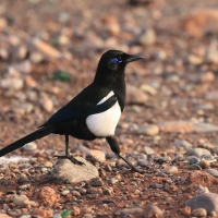 Sroka gołooka - Pica mauritanica - Maghreb Magpie