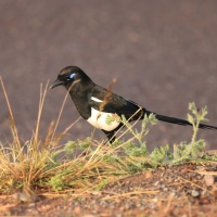 Sroka gołooka - Pica mauritanica - Maghreb Magpie