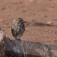 Pójdźka - Athene noctua - Little Owl