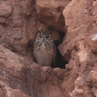 Puchacz pustynny - Pharaoh Eagle-Owl 