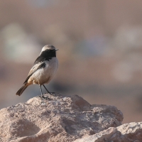 Białorzytka maghrebska - Western Mourning Wheatear
