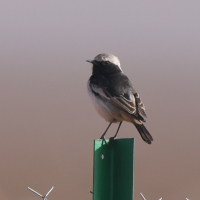 Białorzytka maghrebska - Western Mourning Wheatear