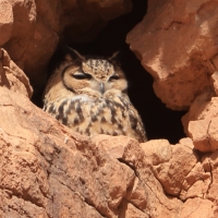Puchacz pustynny - Pharaoh Eagle-Owl 