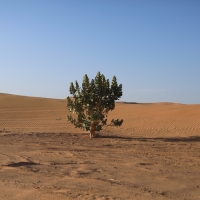 Sahara