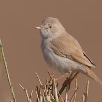 Pokrzewka saharyjska - Curruca deserti - African Desert Warbler