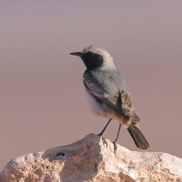 Rudorzytka - Oenanthe moesta - Red-rumped Wheatear