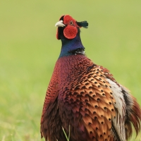 Bażant - Phasianus colchicus - Common Pheasant
