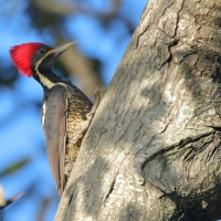 Dzięcioł czerwonoczuby - Dryocopus lineatus - Lineated Woodpecker