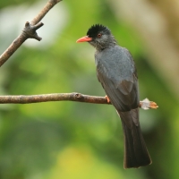 Szczeciak równosterny - Hypsipetes ganeesa - Square-tailed Bulbul