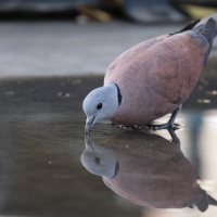 Synogarlica mała - Red Collared-Dove - Streptopelia tranquebarica