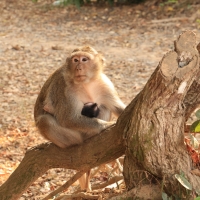 Angkor Wat