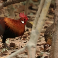 Kur bankiwa - Red Junglefowl - Gallus gallus
