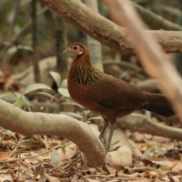Kur bankiwa - Gallus gallus - Red Junglefowl - female