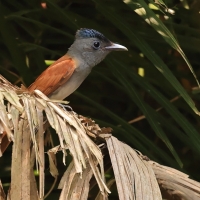 Muchodławka indochinska - Terpsiphone affinis - Blyth's Paradise-flycatcher