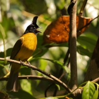 Bilbil żółtobrzuchy - Black-crested Bulbul - Rubigula flaviventris 