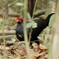 Kiściec syjamski - Lophura diardi  - Siamese Fireback
