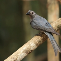 Dziwogon popielaty - Dicrurus leucophaeus - Ashy Drongo