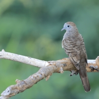 Gołąbek zebrowany - Zebra dove - Geopelia striata
