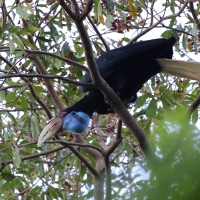 Dzioborożec fałdodzioby -  Rhyticeros undulatus - Wreathed Hornbill