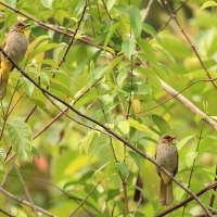 Bilbil złotolicy - Stripe-throated Bulbul - Pycnonotus finlaysoni