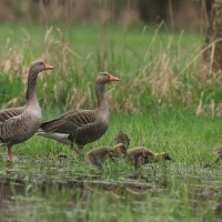 Gęgawa - Greylag Goose