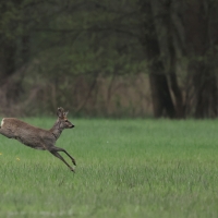 Sarna - Roe deer