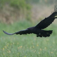 Kruk - Common Raven