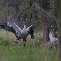Żuraw - Common Crane
