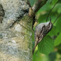 Pełzacz ogrodowy - Certhia brachydactyla - Short-toed Treecreeper