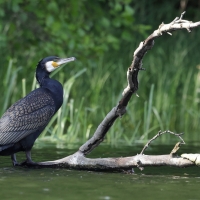 Kormoran zwyczajny - Phalacrocorax carbo - Great Cormorant