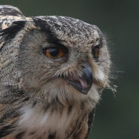 Puchacz - Eurasian Eagle-Owl