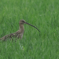 Kulik wielki - Numenius arquata - Eurasian Curlew