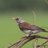 Kwiczoł - Fieldfare