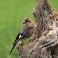 Sójka - Eurasian Jay