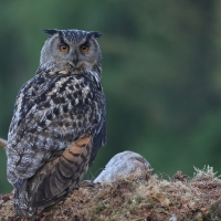Puchacz - Eurasian Eagle-Owl