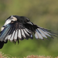 Sroka - Pica pica - Eurasian Magpie