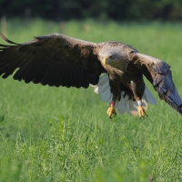 Bielik - Haliaeetus albicilla - White-tailed Sea Eagle