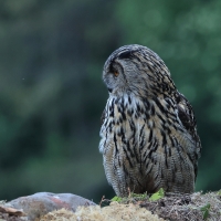 Puchacz - Eurasian Eagle-Owl