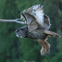 Puchacz - Eurasian Eagle-Owl