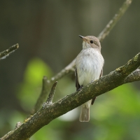 Muchołówka szara - Spotted Flycatcher