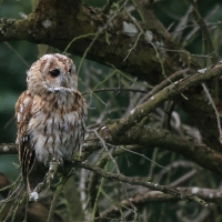 Puszczyk - Tawny Owl