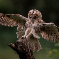 Puszczyk - Tawny Owl