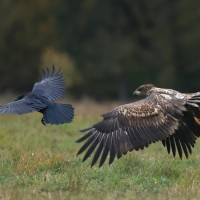 Bielik - White-tailed Sea Eagle