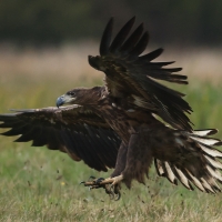 Bielik - White-tailed Sea Eagle
