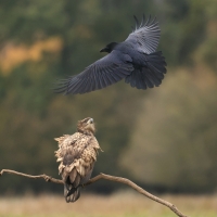 Bielik - White-tailed Sea Eagle